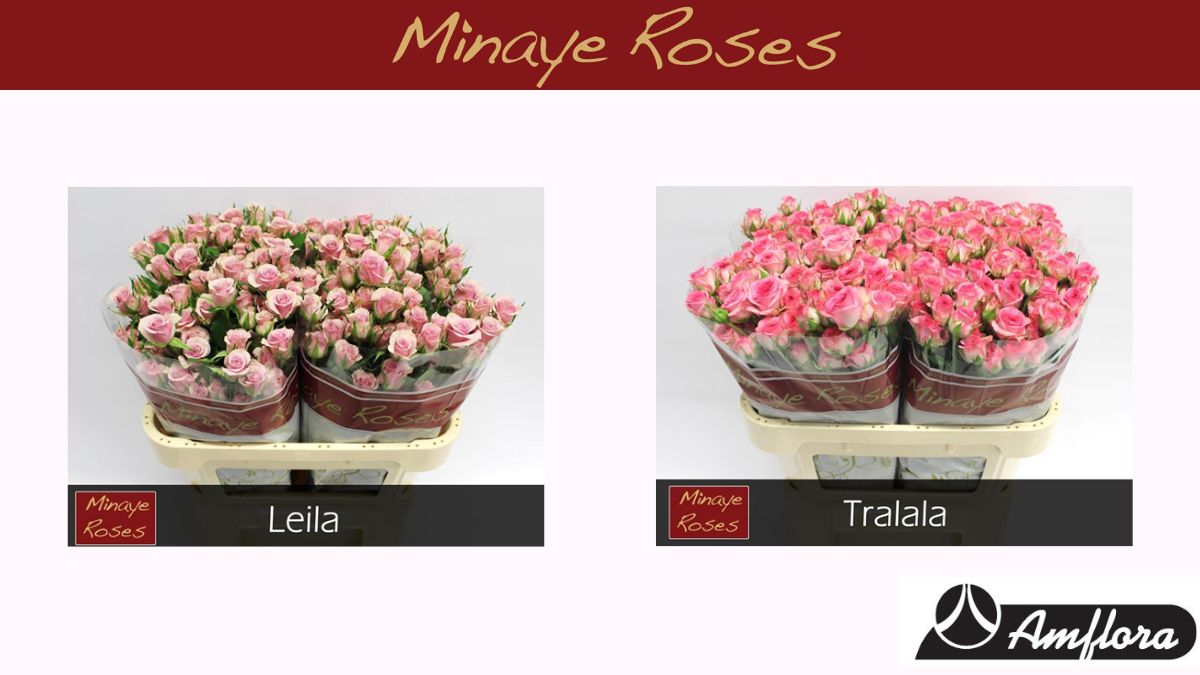 Spray Roses Leila and Tralala by Minaye Roses