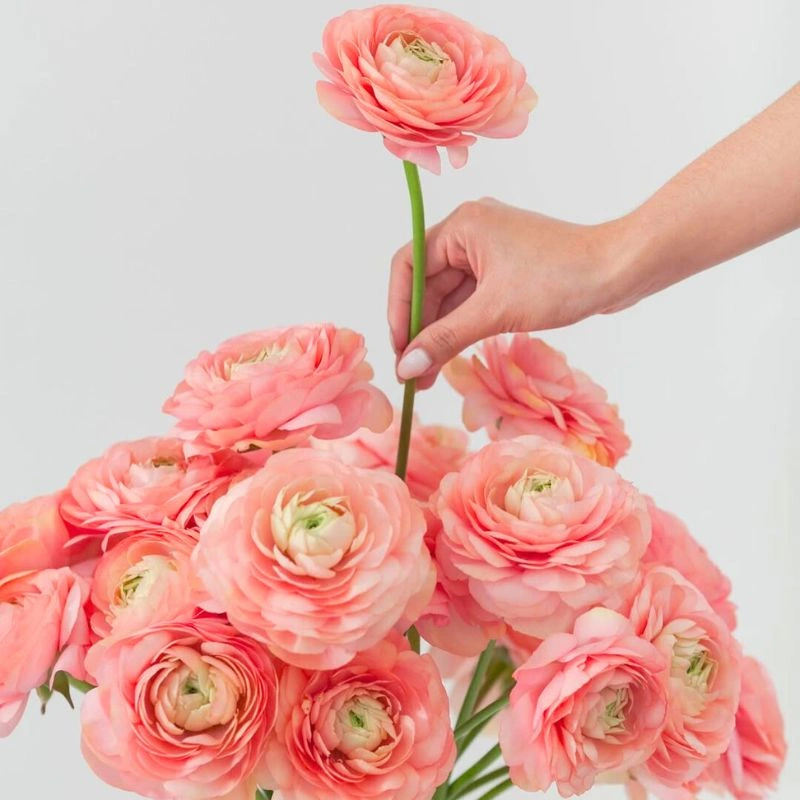 Peach Fuzz Ranunculus