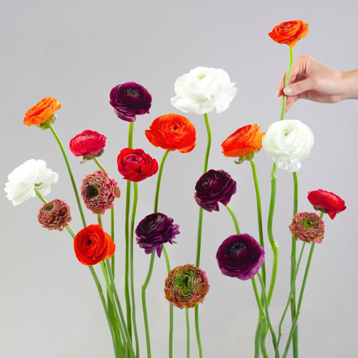 Ranunculus varieties and colors by Floraprima