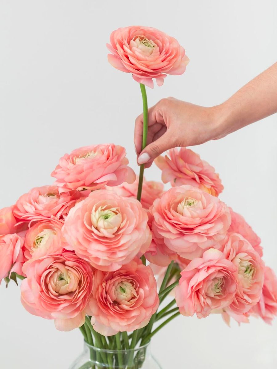 Ranunculus Peach Fuzz