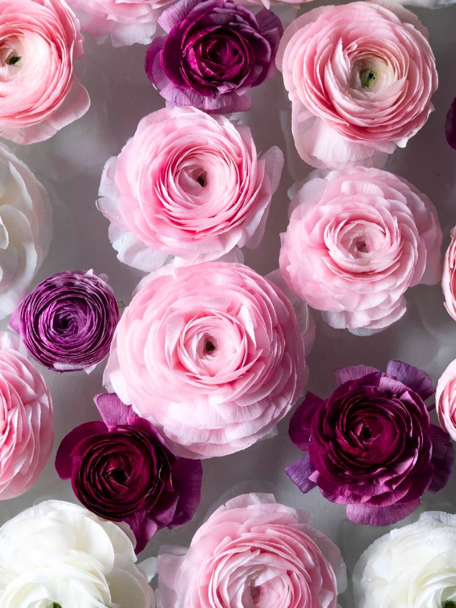 Light pink and purple Ranunculus