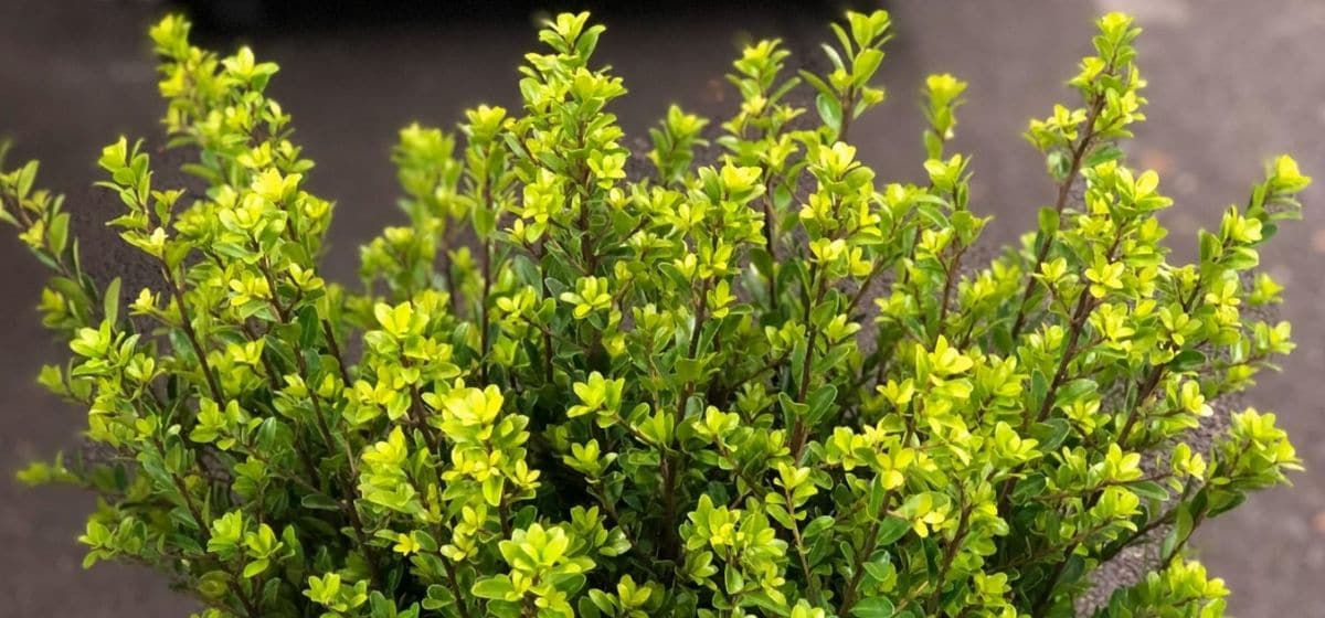Ilex Green Hedge - Cut Flowers - on Thursd for Peter's weekly Menu