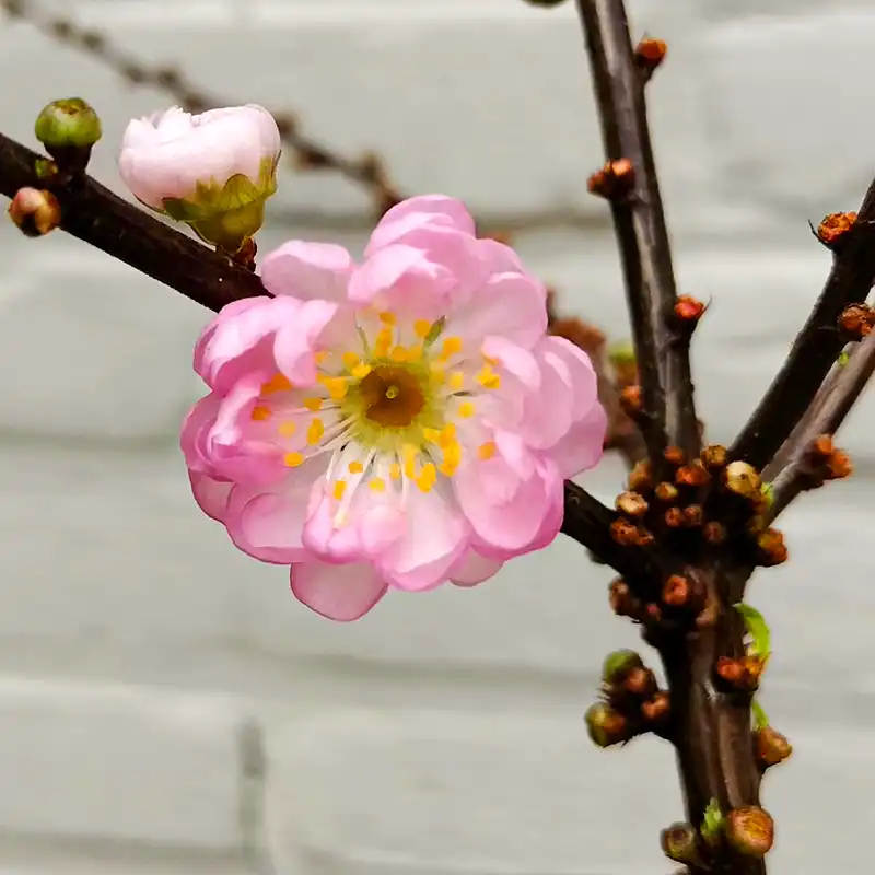 Maurits Keppel's Prunus