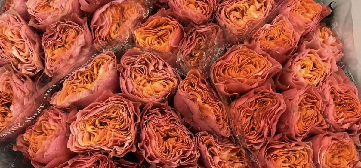 Rosa Kensington Garden - Cut Flowers - on Thursd for Peter's weekly Menu