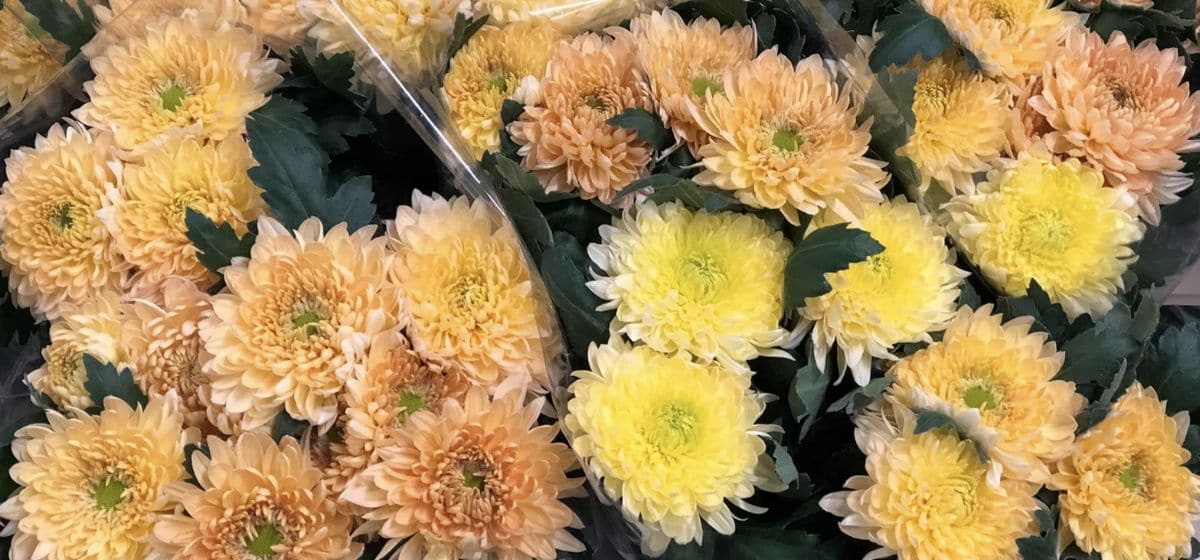 Chrysanthemum Allouise Orange - Cut Flowers - on Thursd for Peter's weekly Menu