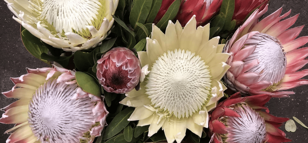 Protea Cynaroides - Cut Flowers - on Thursd for Peter's weekly Menu