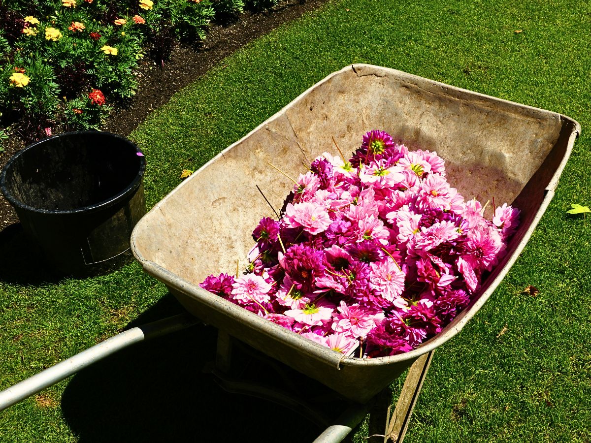 The Crucial Role of Proper Waste Management in Floriculture Sustainability