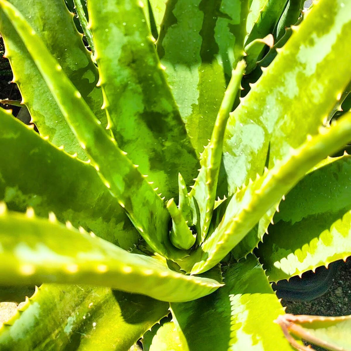 Bright green aloe vera plant