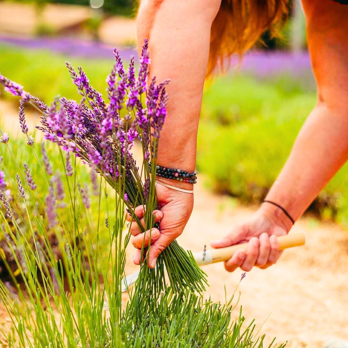 Cutting lavender plants