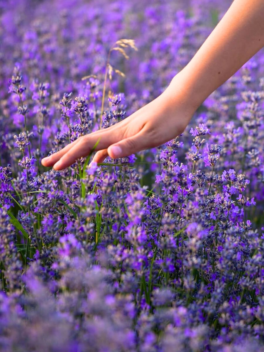 Touching lavender fields