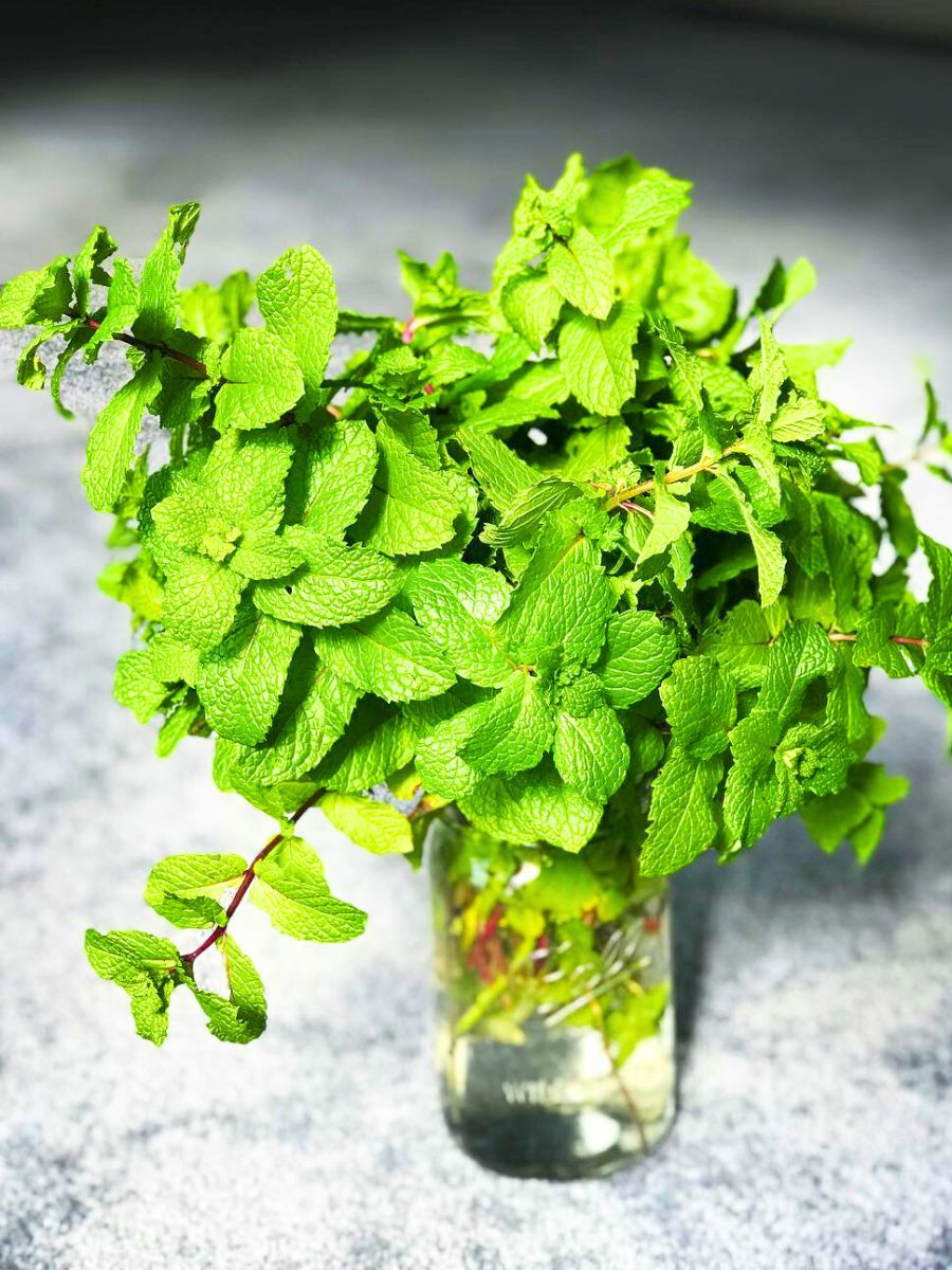 Bright green mint leaves