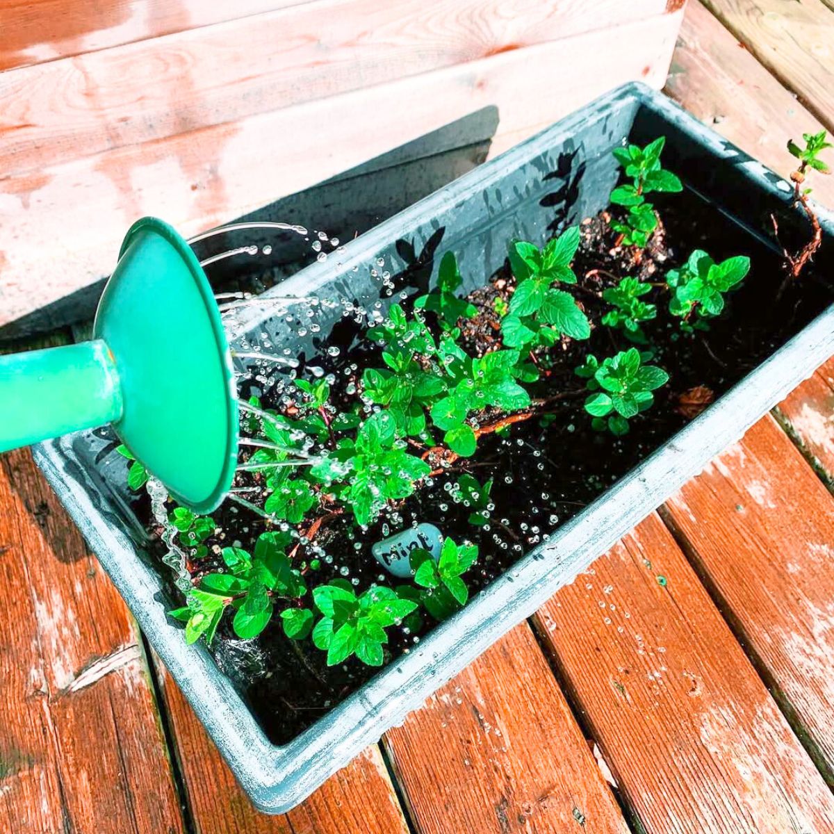 Watering mint leaves