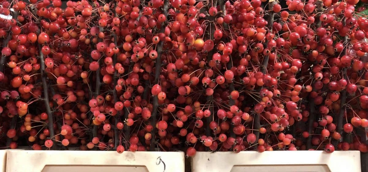 Malus Adirondack - Cut Flowers - on Thursd for Peter's weekly Menu