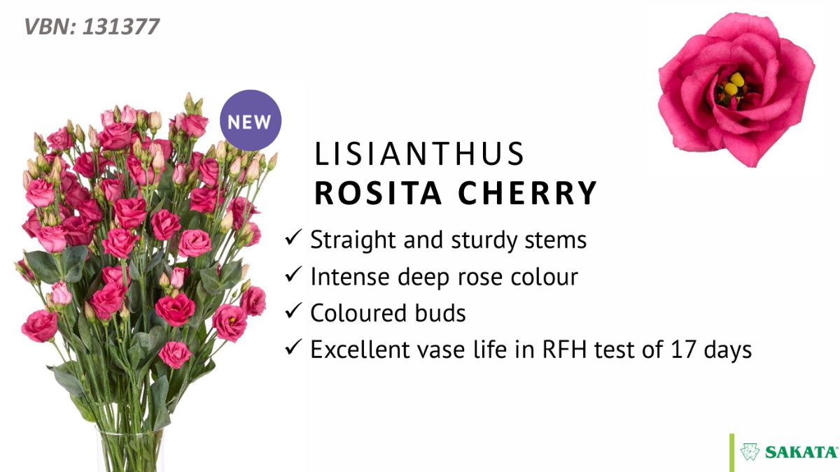 Lisianthus Rosita Cherry by LionStar