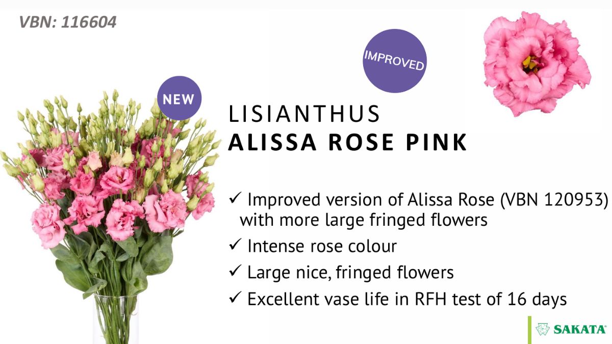 Lisianthus Alissa Rose Pink by LionStar