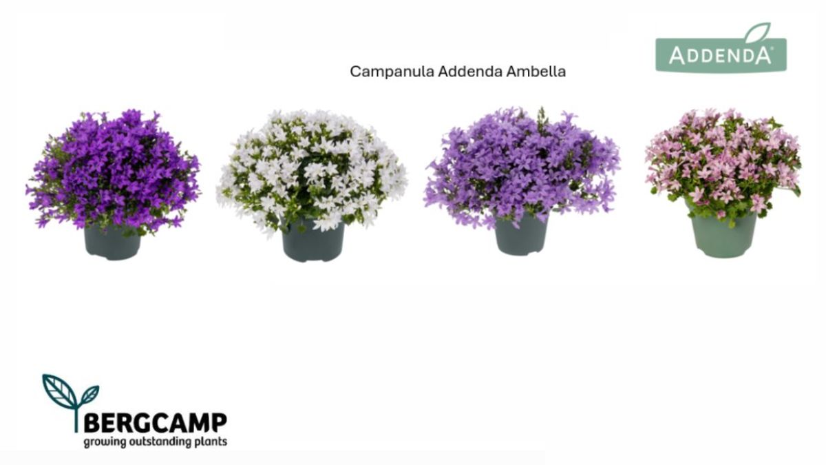 Campanula Addenda Ambella by Bergcamp