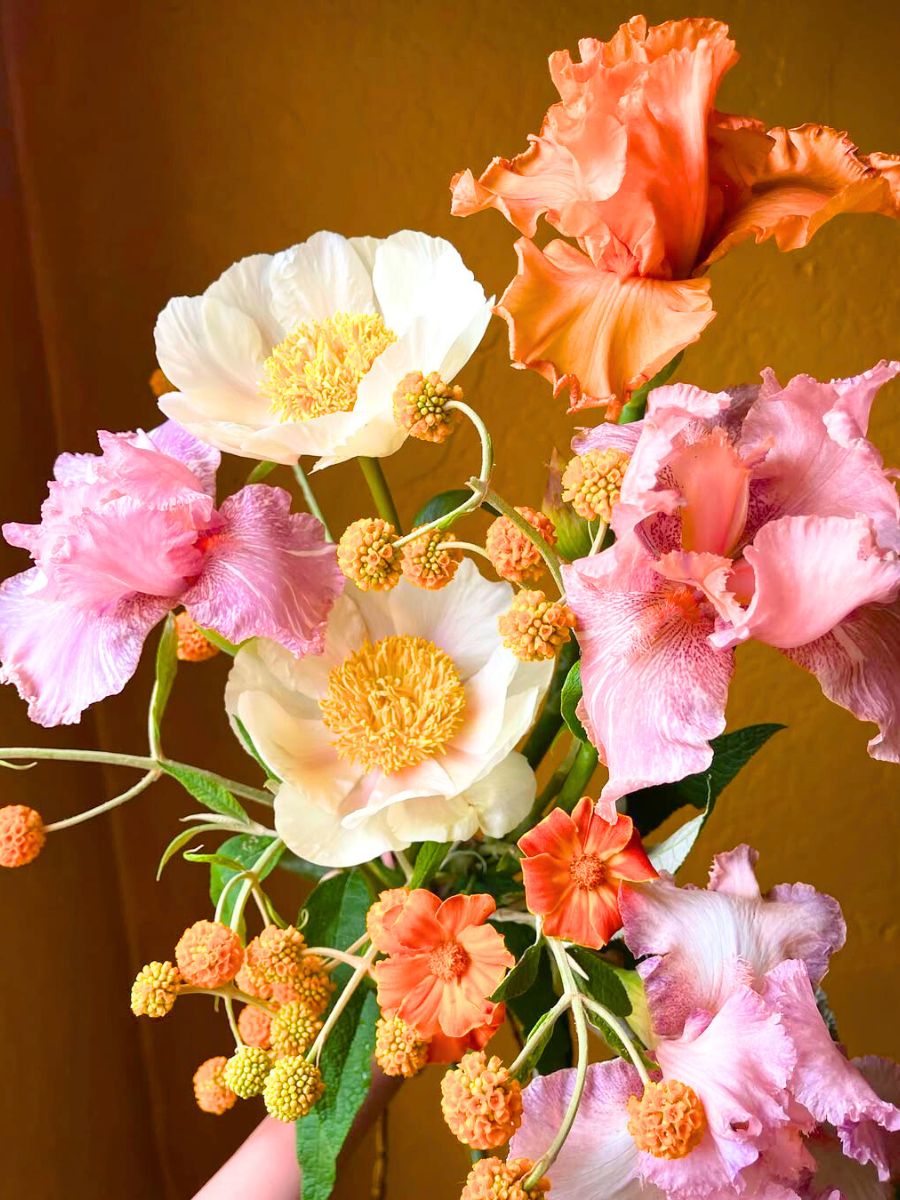 Bouquet with pink iris flowers