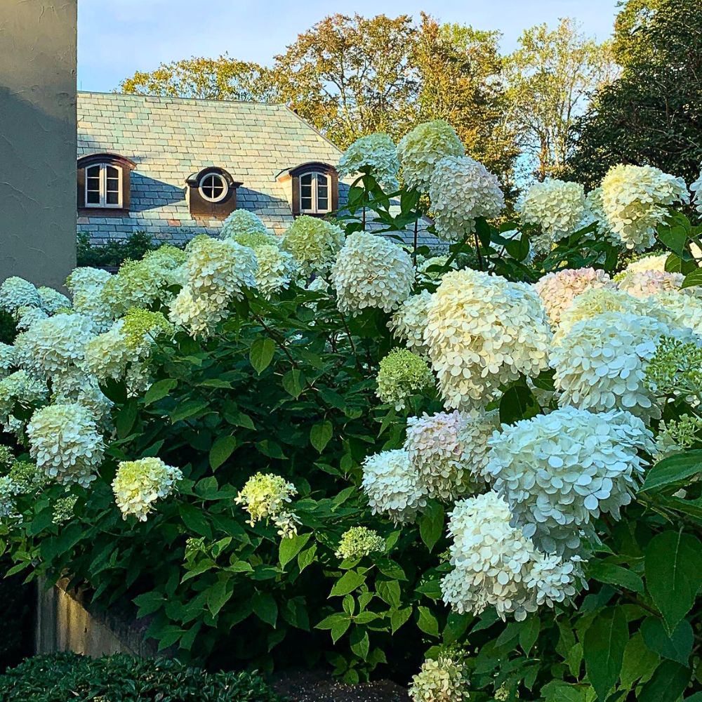 Limelight Hydrangea is also called Limelight Panicle Hydrangea