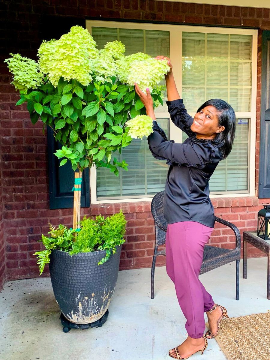 Limelight Hydrangea is also called  or Hydrangea Paniculata ‘Limelight’