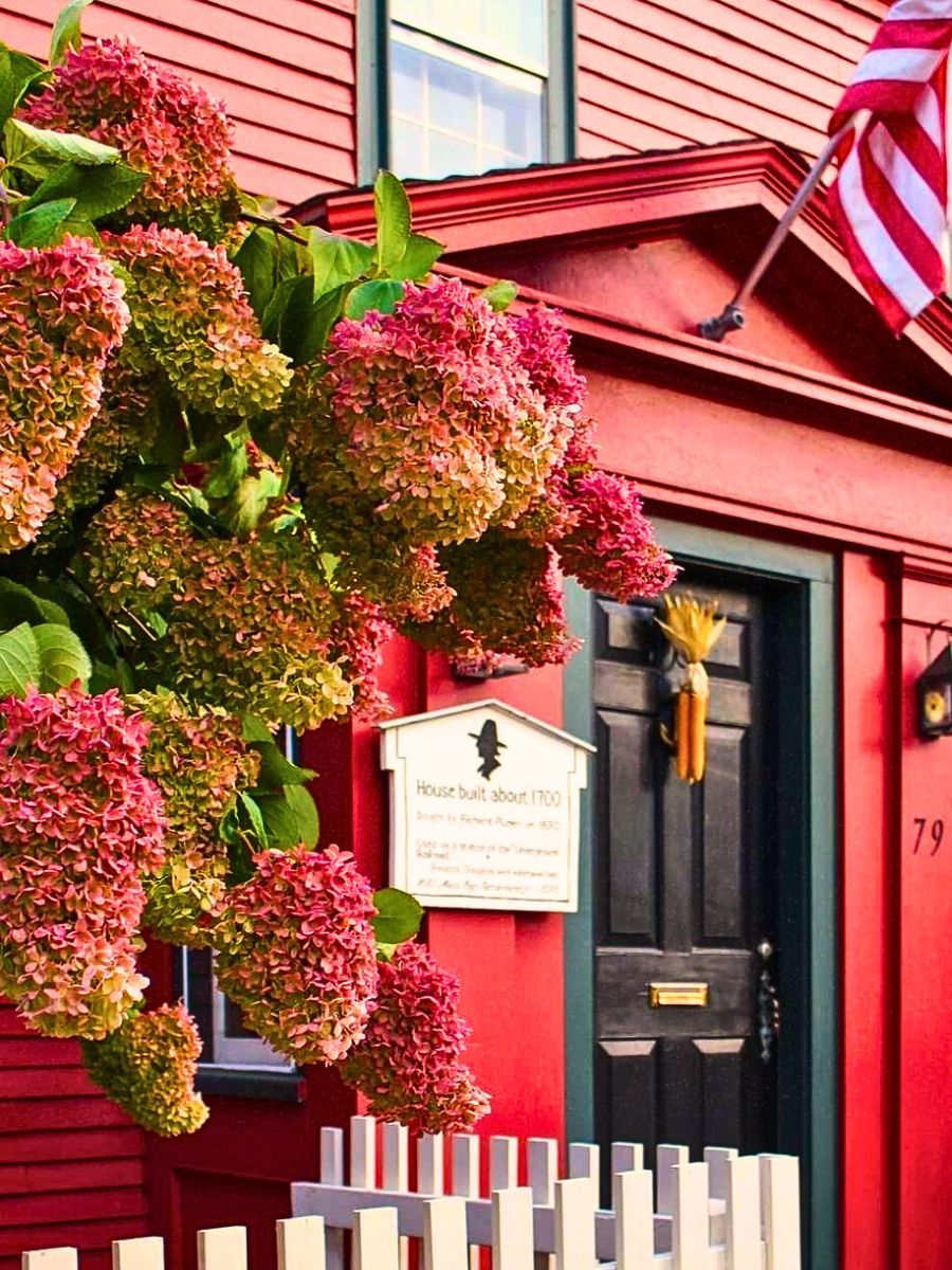 Beautiful and multicolored limelight hydrangeas matching the exterior paint shades of the house