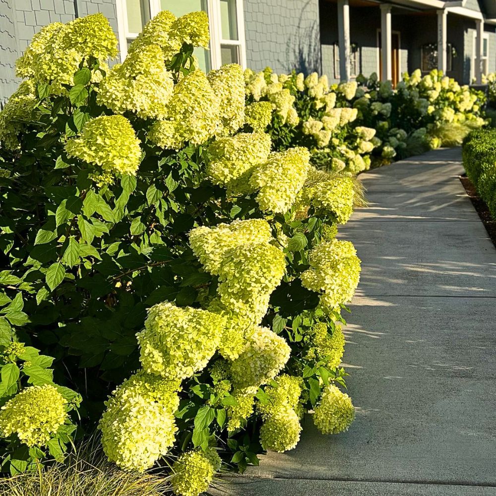 Pathway to a home well-attributed with Limelight Hydrangeas along the way