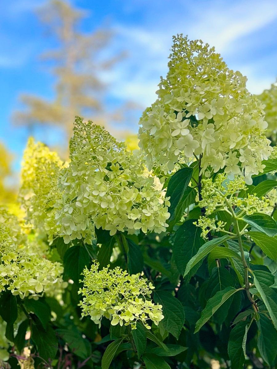 Limelight Hydrangeas contrasting the bright blue skies and typical green backdrops from its leaves