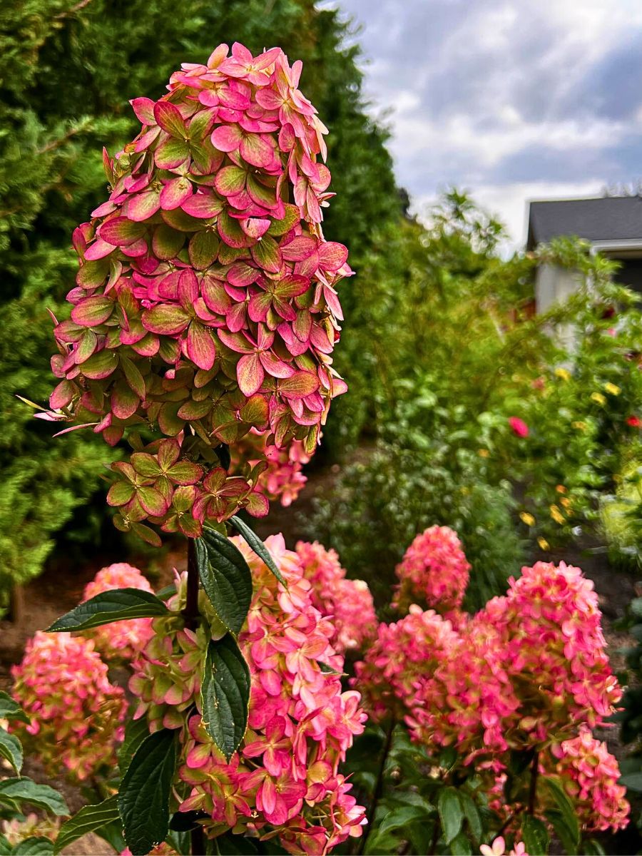 Limelight Hydrangeas turning to pink shades while exhibiting the gradiance of lime