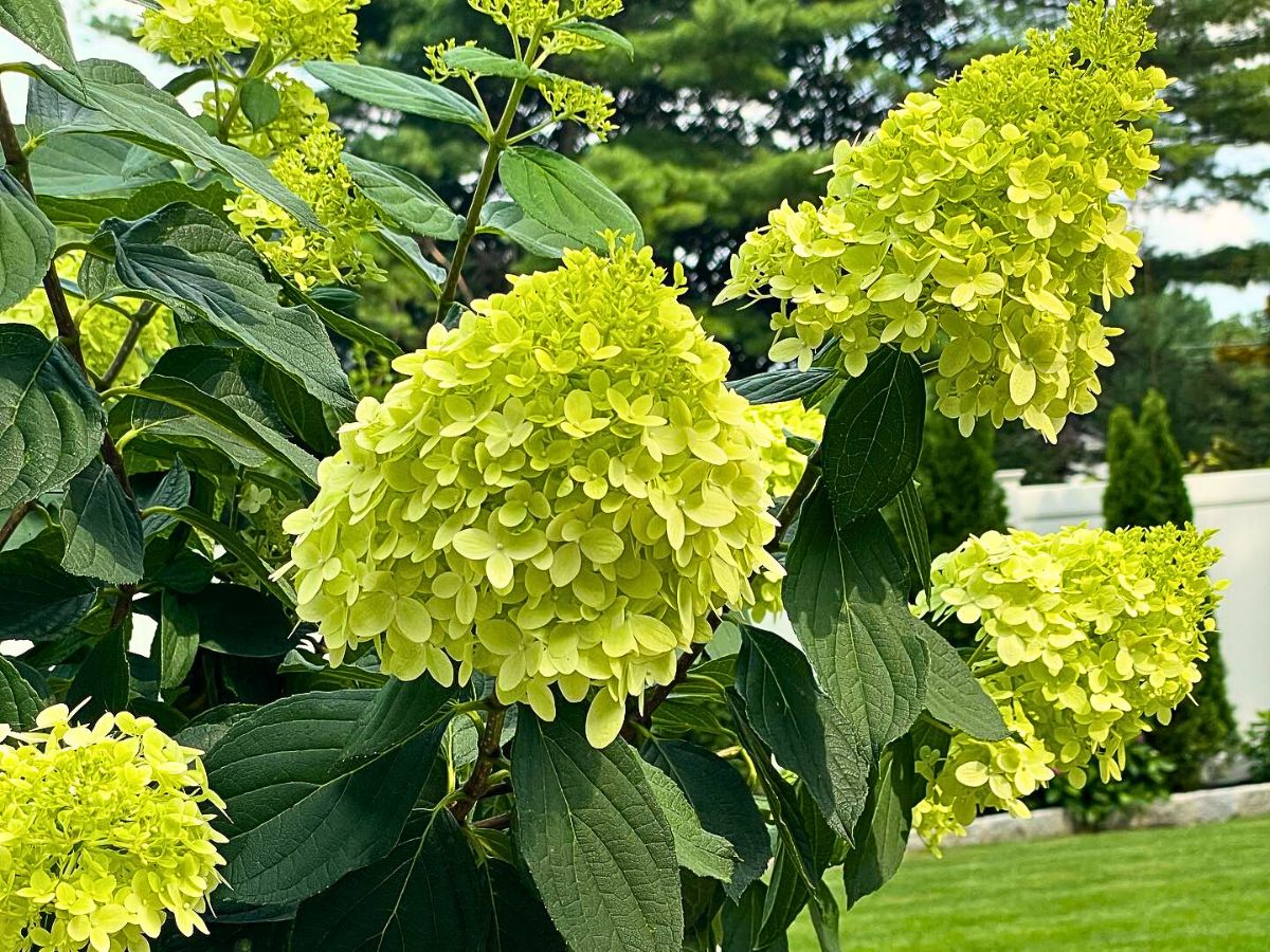 Limelight hydrangeas growing in a garden