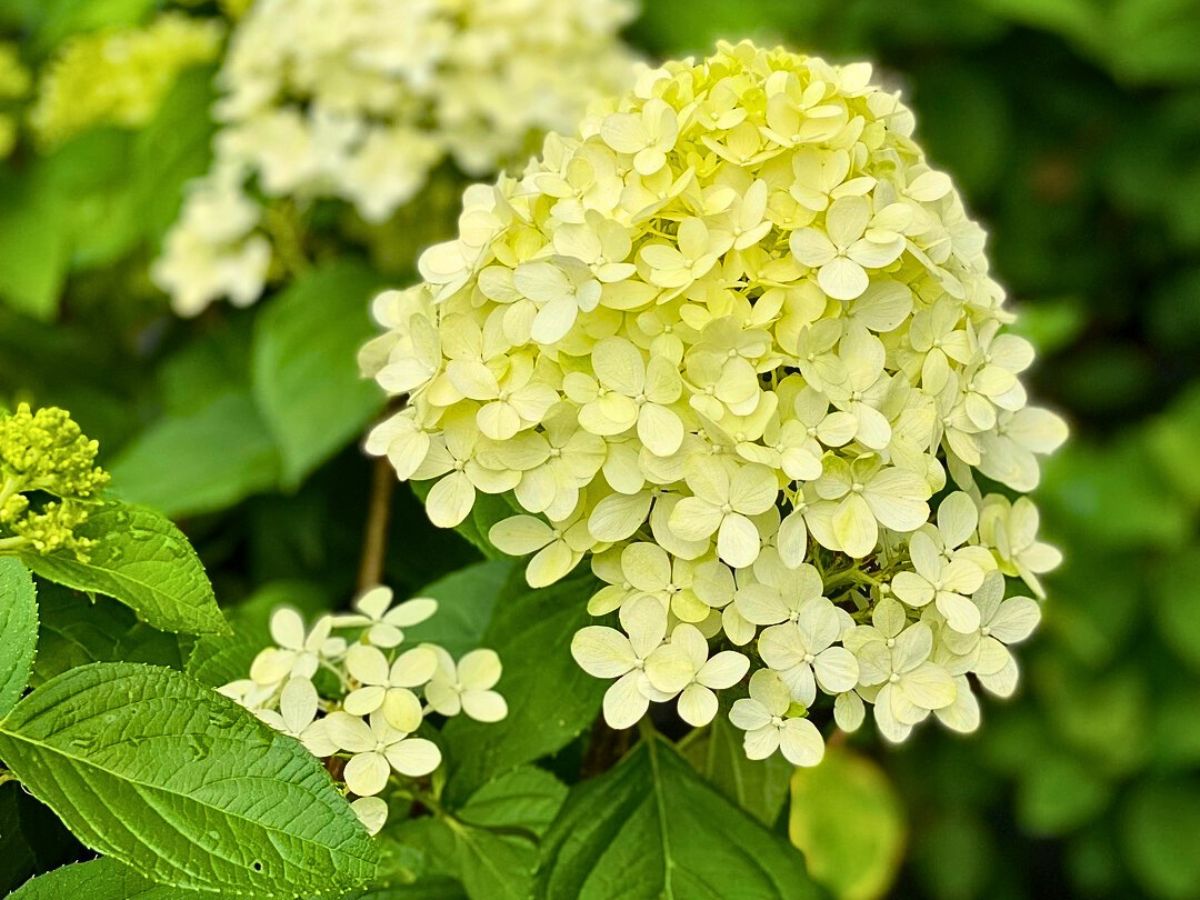 Belonging to the paniculata variety, the Limelight Hydrangea has a typical distinctive zesty lime-green coloration