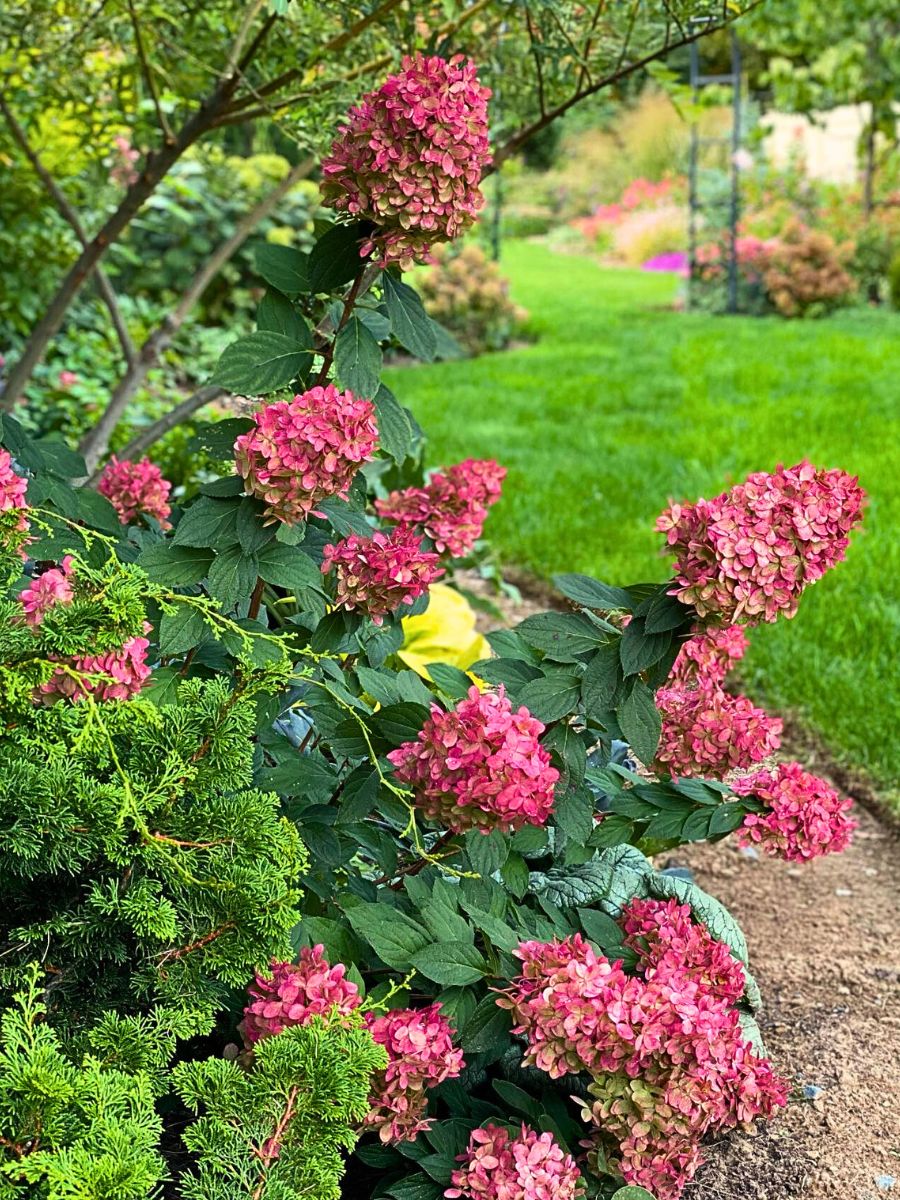 Limelight Hydrangeas that grow in open gardens can be prone to insect problems