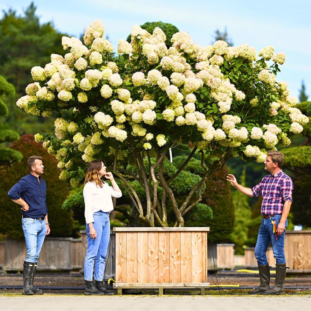 People posing alongside a well-grown Limelight hydrangea tree