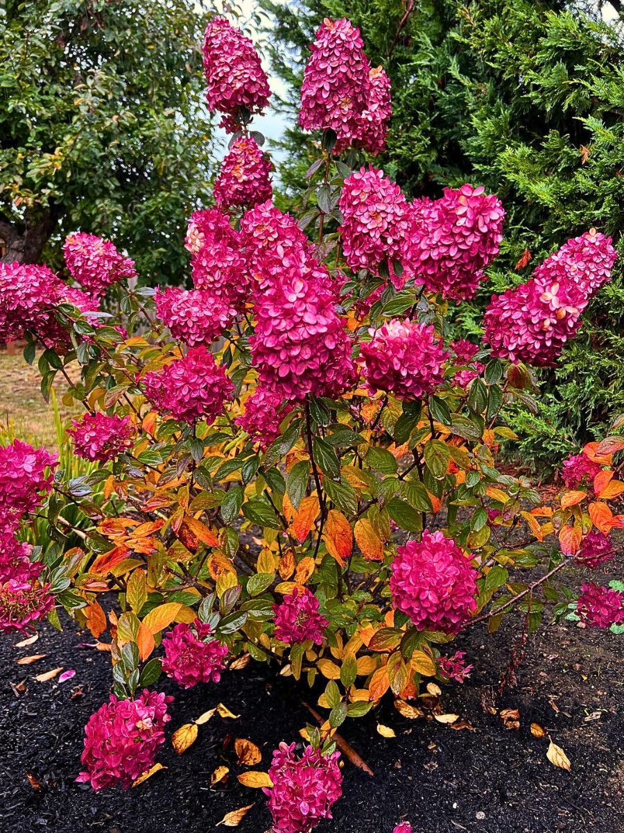 Limelight hydrangeas in different shades growing in a garden