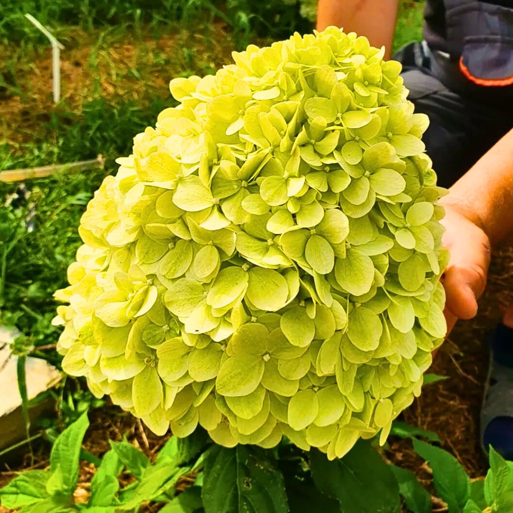 Limelight Hydrangea, Also Called Limelight Panicle Hydrangea or Hydrangea Paniculata ‘Limelight’