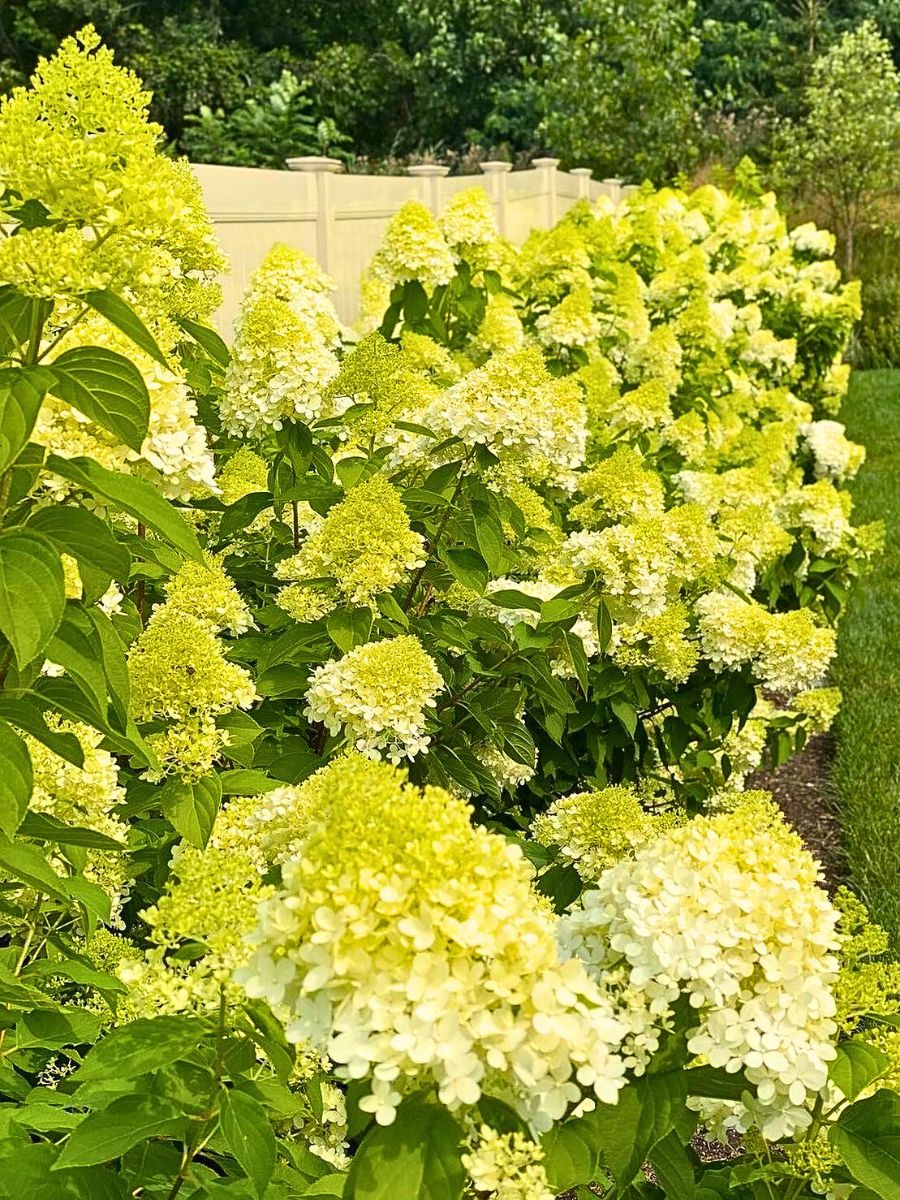 Limelight Hydrangea growing alongside a garden wall or a house boundary