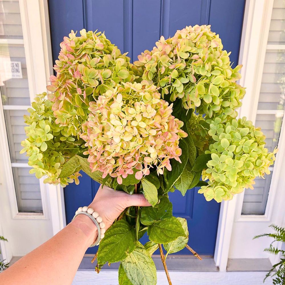 someone holding bunch of Limelight Hydrangeas and posing as if gifting a bouquet