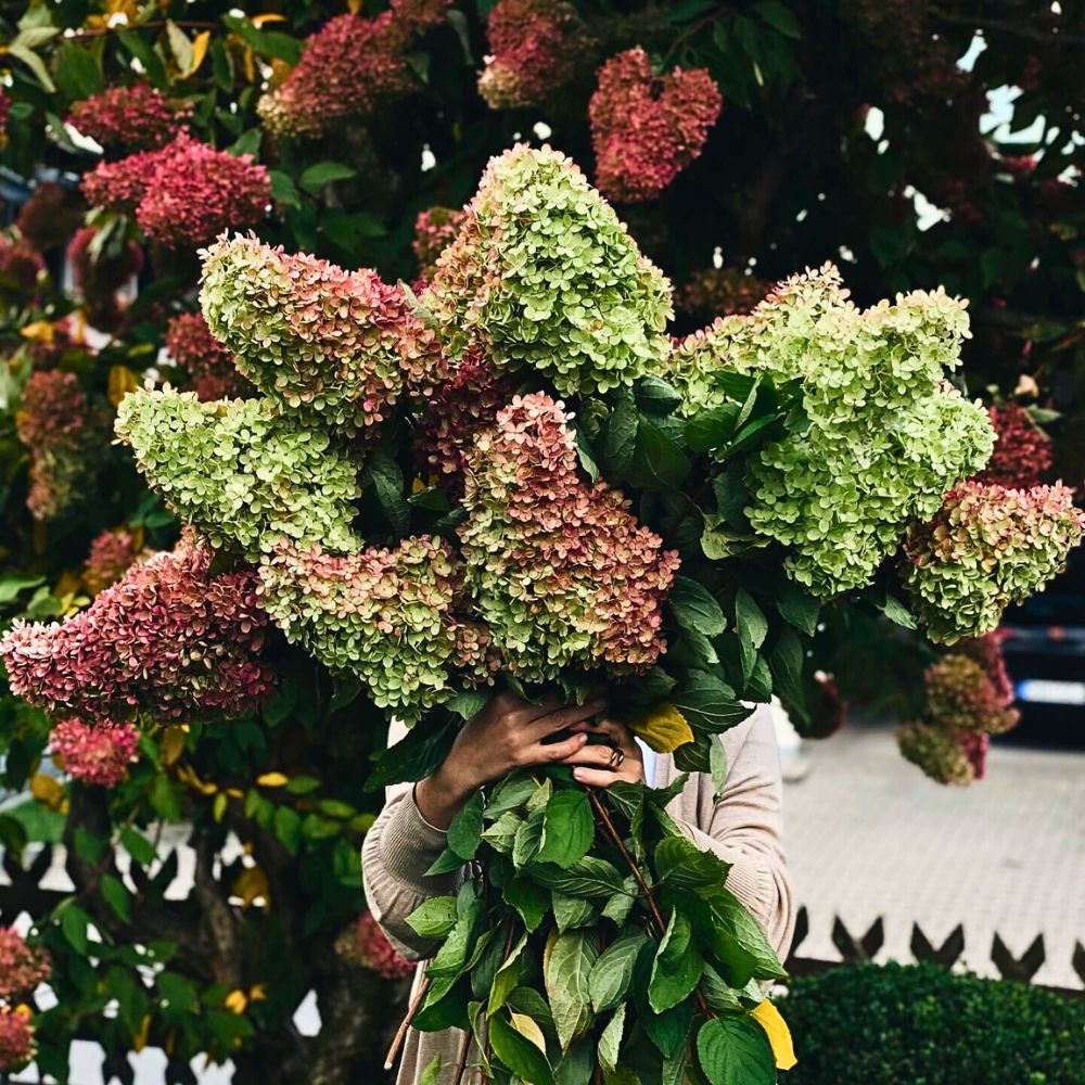 a woman holding full grown bunches of Limelight Hydrangeas