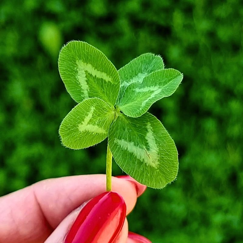 four-leaf clover plant