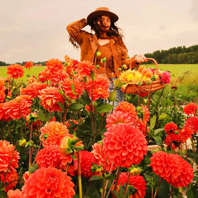 National flower of mexico - Thursd Article featured image