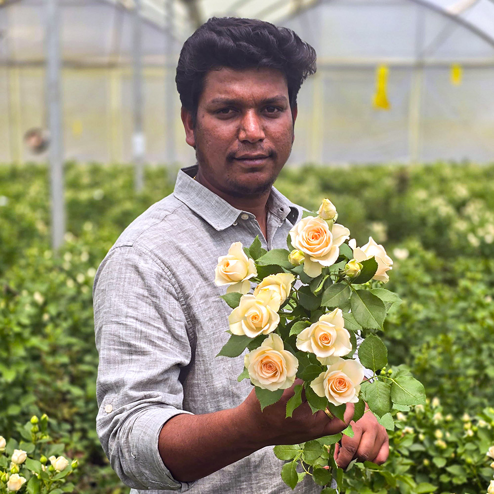 Shankar Isinya Roses Spray Rose Sancerre