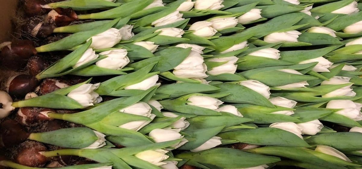 Tulipa Double White Star  - Cut Flowers - on Thursd for Peter's weekly Menu