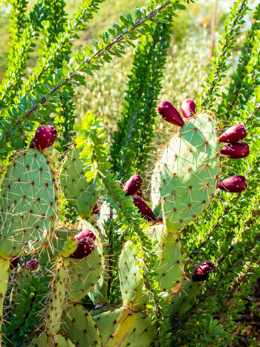 A green blooming barrel cactus