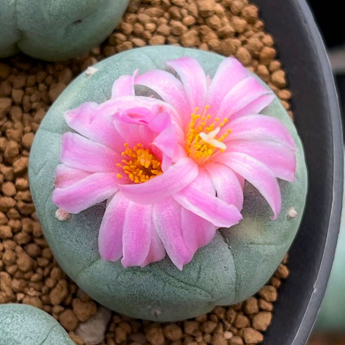 Peyote cactus with blooming pink flowers