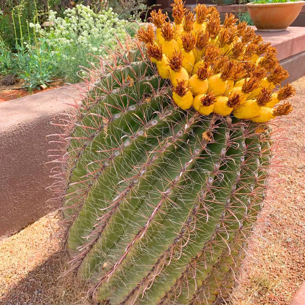 Fishook barrel cactus