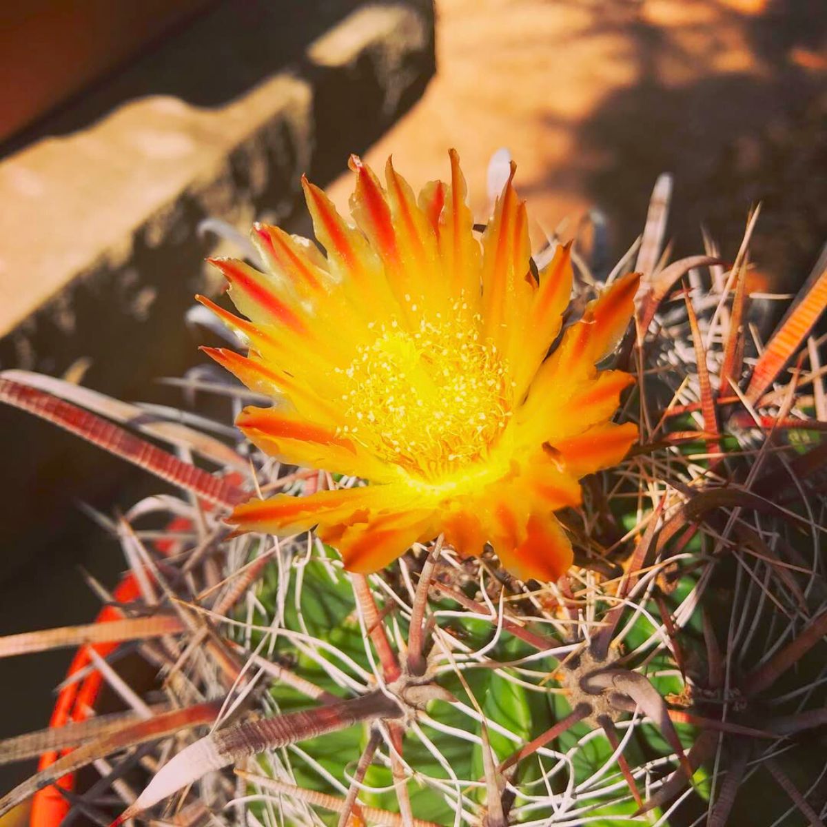 Fishook barrel cactus orange flower