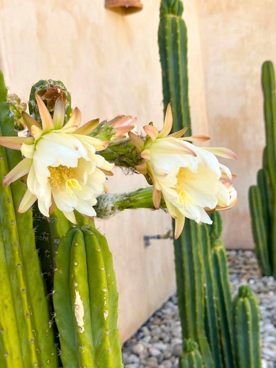 San Pedro cactus with white flowers