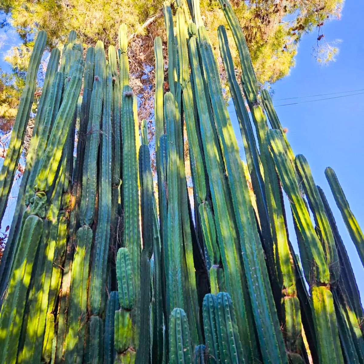 Tall San Pedro cacti