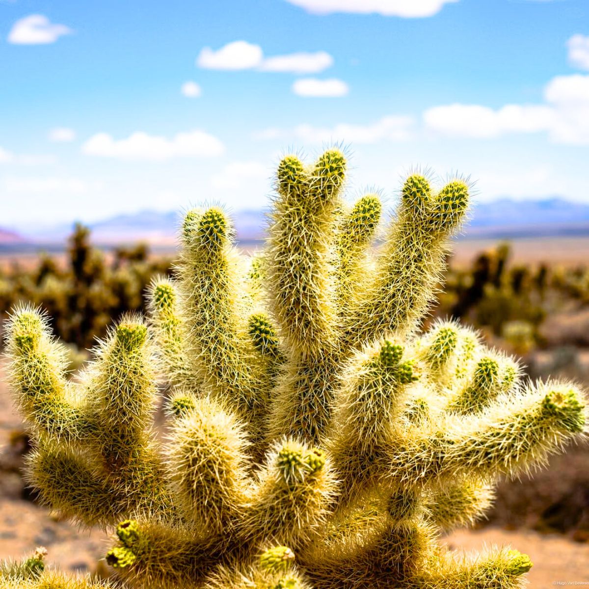 Cholla cactus with all its spines