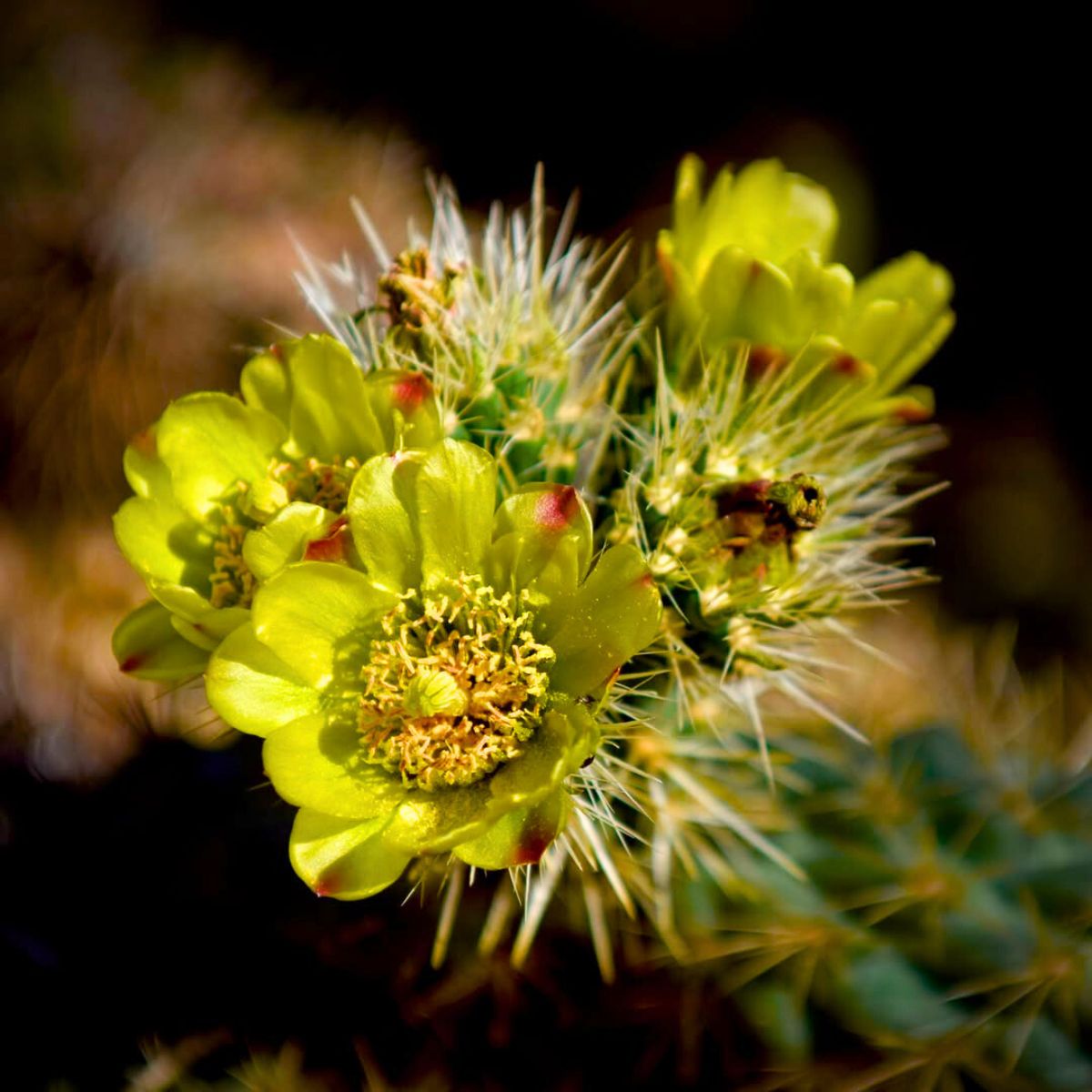 The flower of a cholla cactus