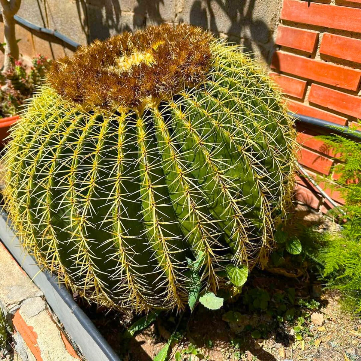 A spiky barrel cactus