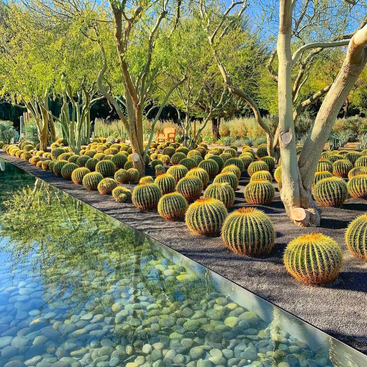 A garden full of barrel cactus